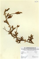 藏品(石松)的圖片